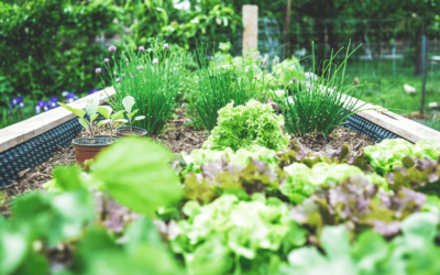 Top 5 Veggies You Need in Your Backyard Garden